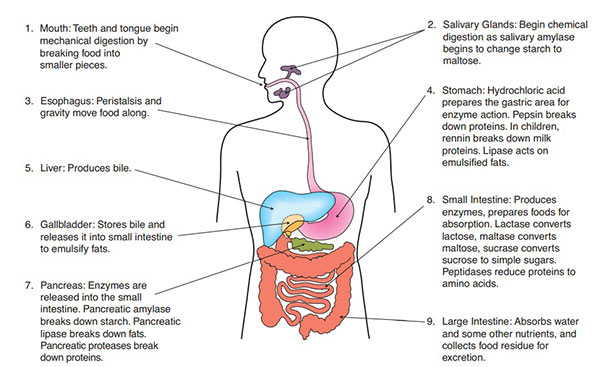 digestive system diagram