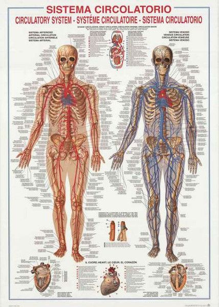Human anatomy poster