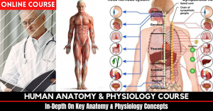 HUMAN ANATOMY AND PHYSIOLOGY ONLINE COURSE