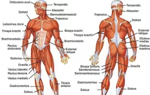 muscular system diagram
