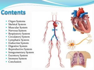 the basic structures and functions of the human body